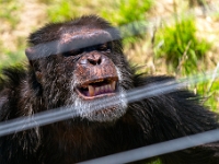 Nelspruit, Instytut Szympansów imienia Jane Goodal